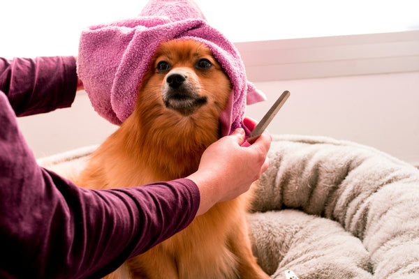 The Ultimate Guide to Pet Pampering: Indulgent Treats, Toys, and Spa Essentials