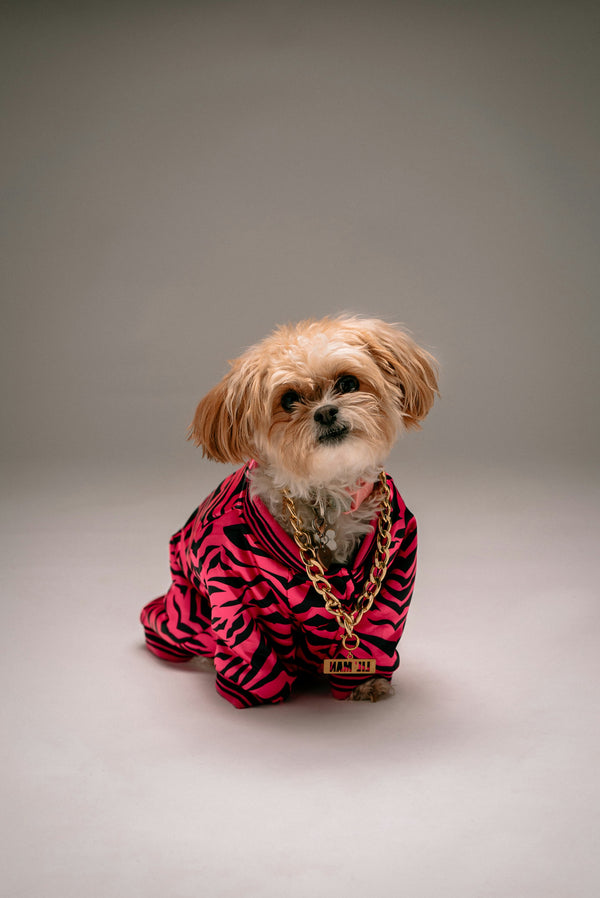 5 Trendy Pet Fashion Statements for Stylish Pooches and Felines